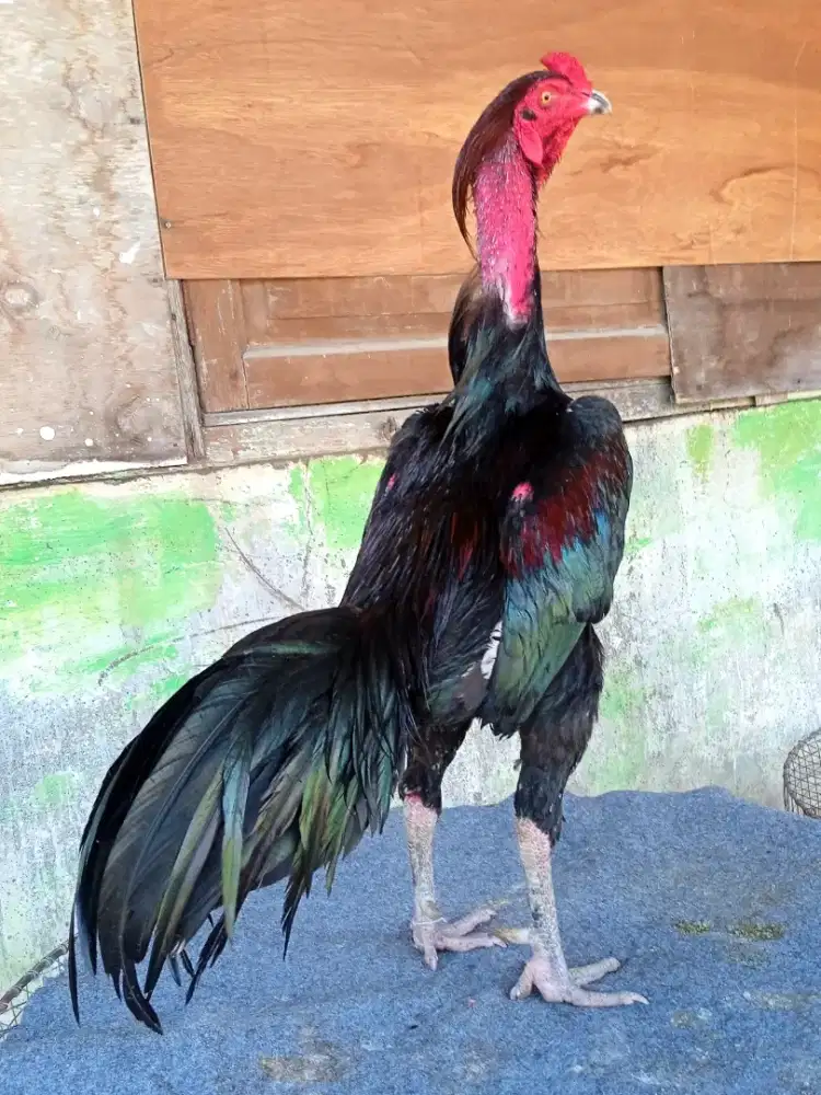 Ayam trah blackbull satu jantan dua betina, paket ternak berkualitas