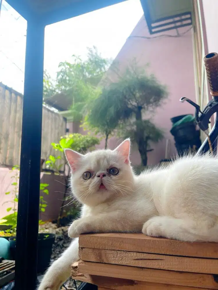 Kitten peaknose short hair