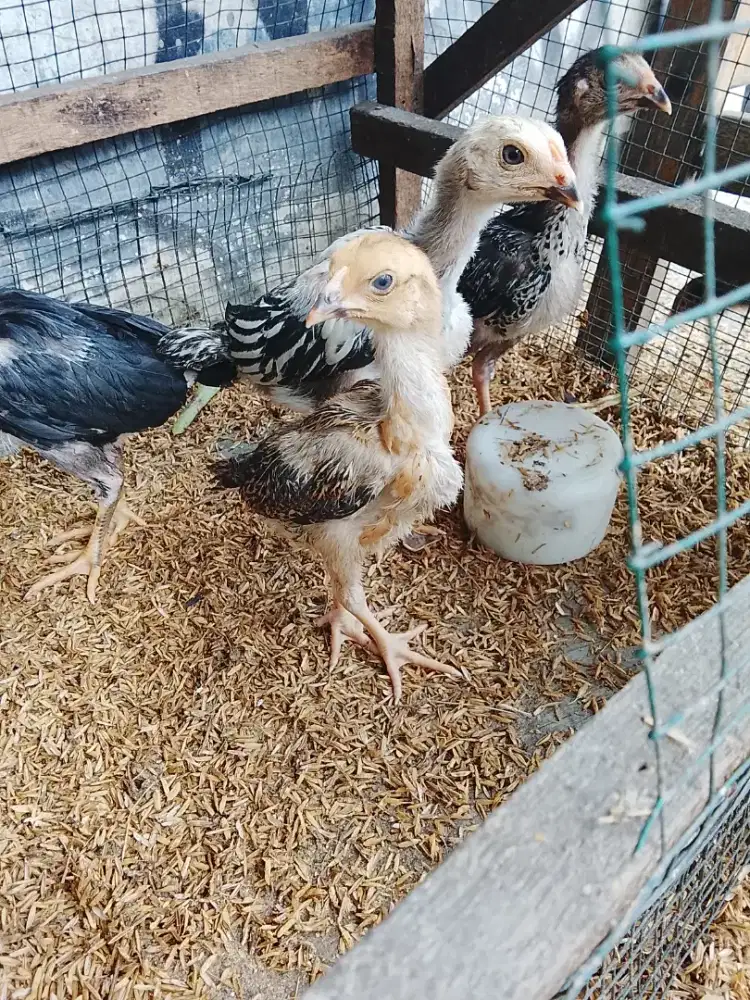 Ayam bangkok 1 bulan