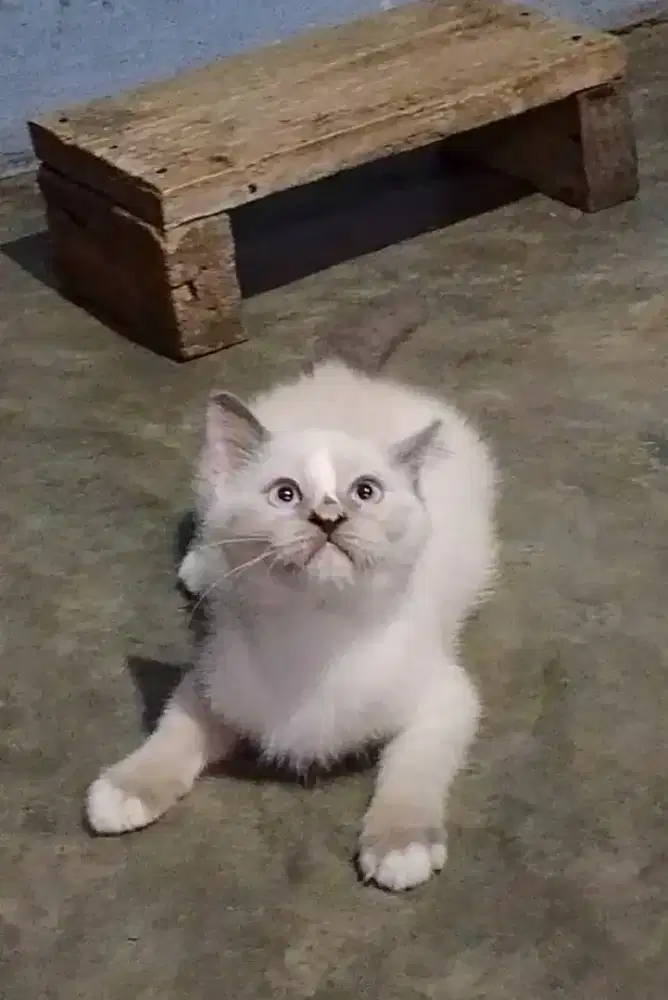 Kitten Munchkin BSH NS