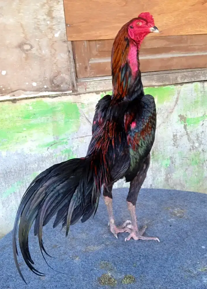 Ayam trah bk x mangon, amunisi muda berbakat berkualitas dan mewahh