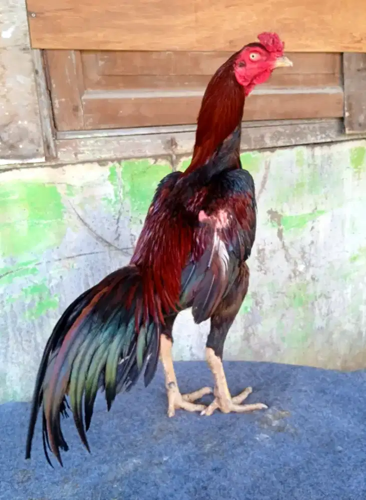 Ayam trah mangon Thai amunisi berbakat berkualitas mewah dan terawat