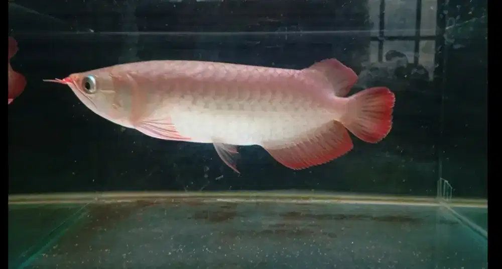 Arwana super red 28cm