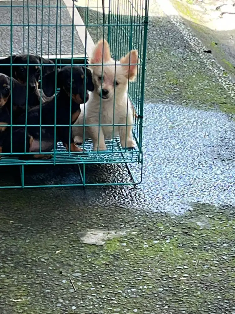 pom mix yg putih ya bukan tekelnya