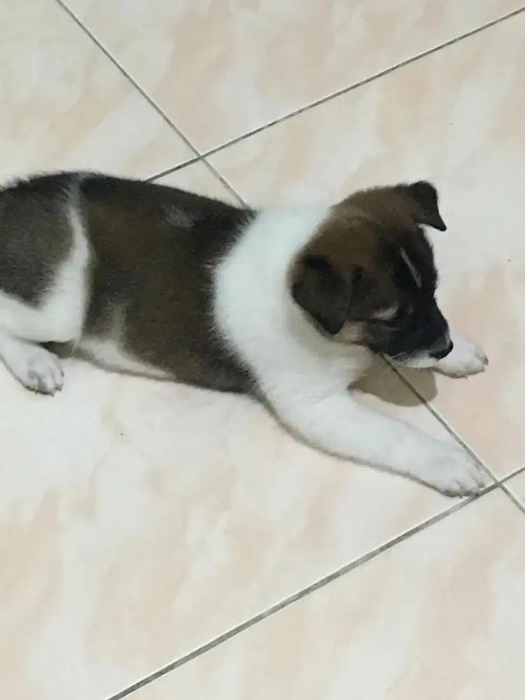 Dijual cepat anak anjing kampung ada 3 ekor, harga per ekor  250.000