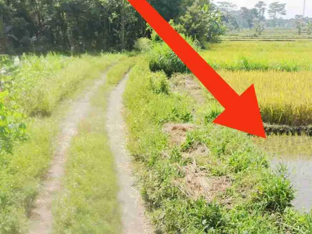 Dijual tanah sawah murah 250jt purwomartani kalasan sleman