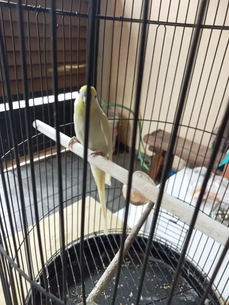 Jual burung parkit cremino