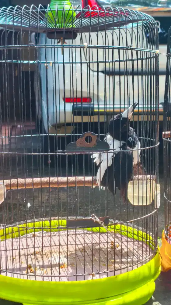 JUAL BURUNG JAGAL PAPUA GACOR ENDEMIK KICAU