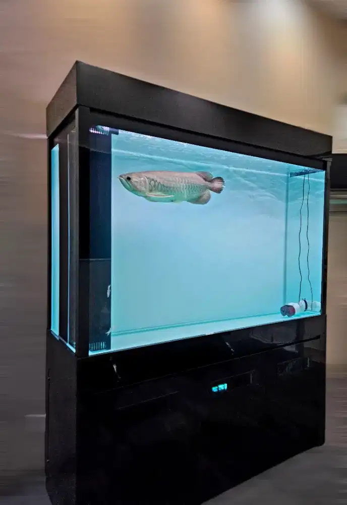 Aquarium dan Kabinet Custom Lengkap Dengan Ikan Arwana Super Jumbo