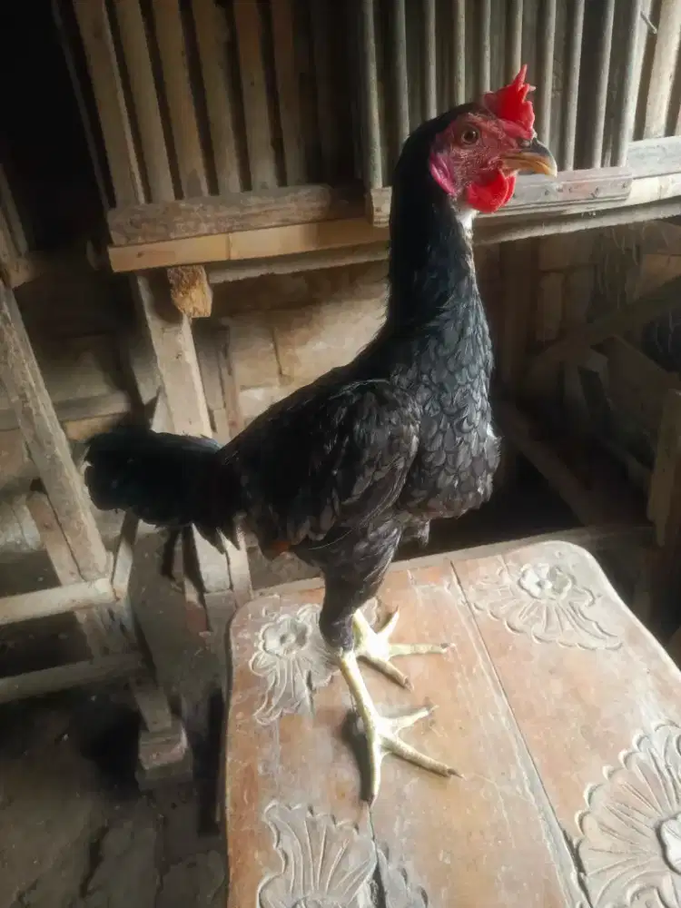 Ayam Jantan Pama Muda