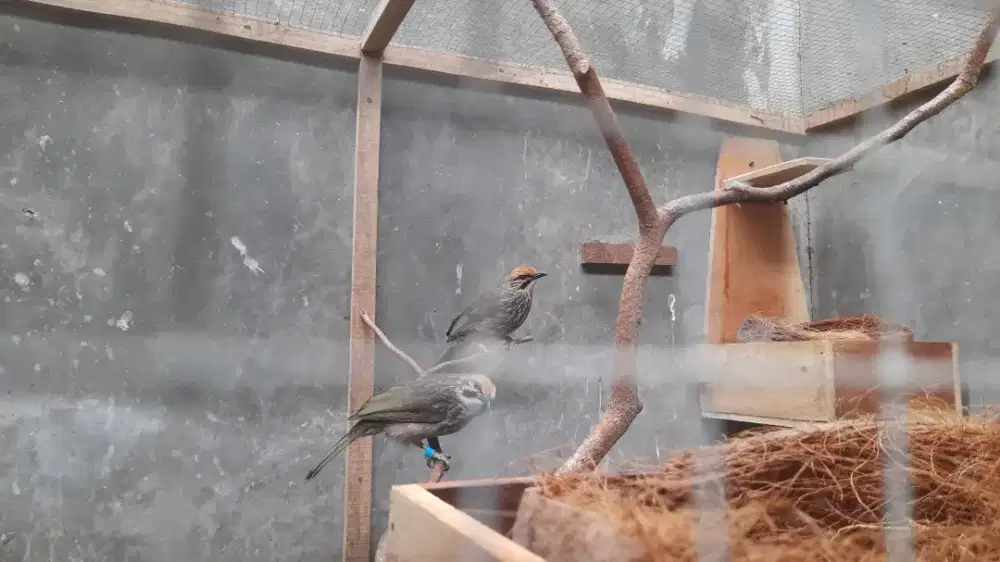 Burung Cucak Rowo Dna