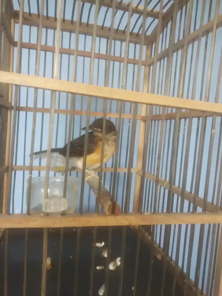 Burung murai batu trotol