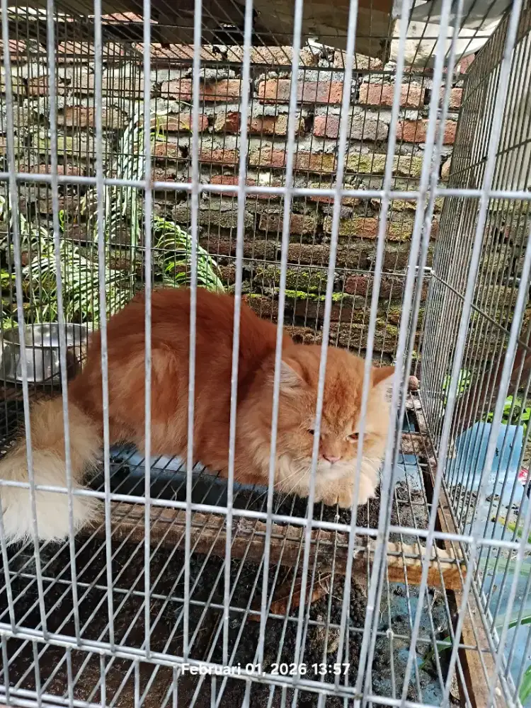 Kucing Persia Jantan