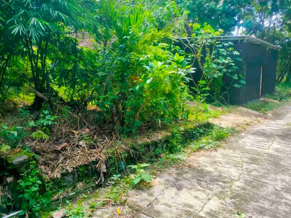 Tanah Rejosari 508Mt, Ld 17Mt, dkt Mutu Gading jalan Solo-Purwodadi, Gondangrejo