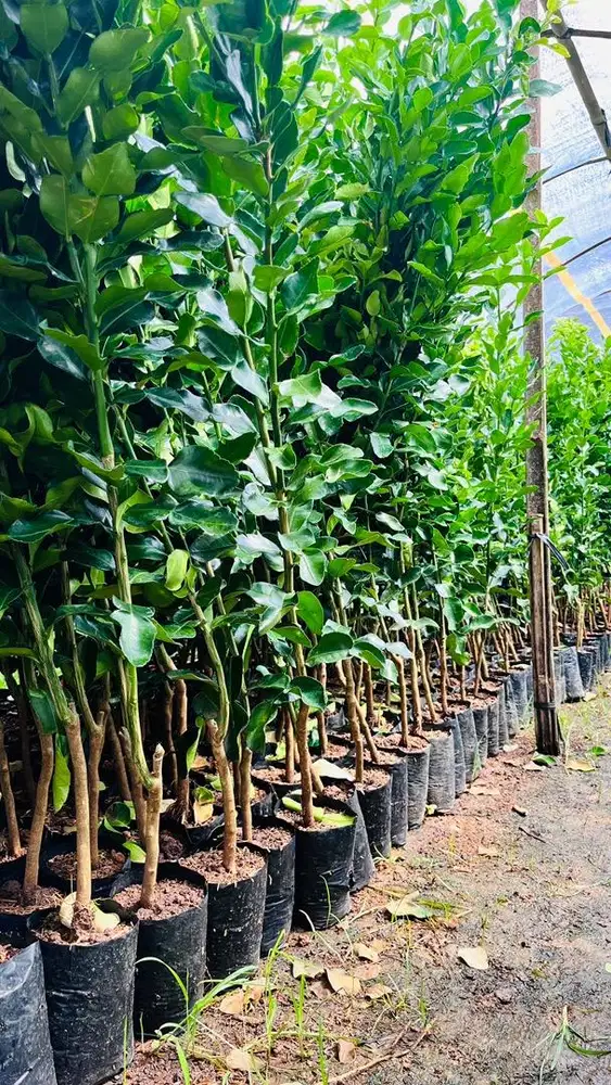 Bibit Jeruk Purut Tinggi 1M Bibit Jeruk Purut Okulasi