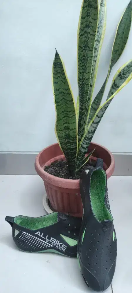 ALLBIKE Ijo Royo-royo