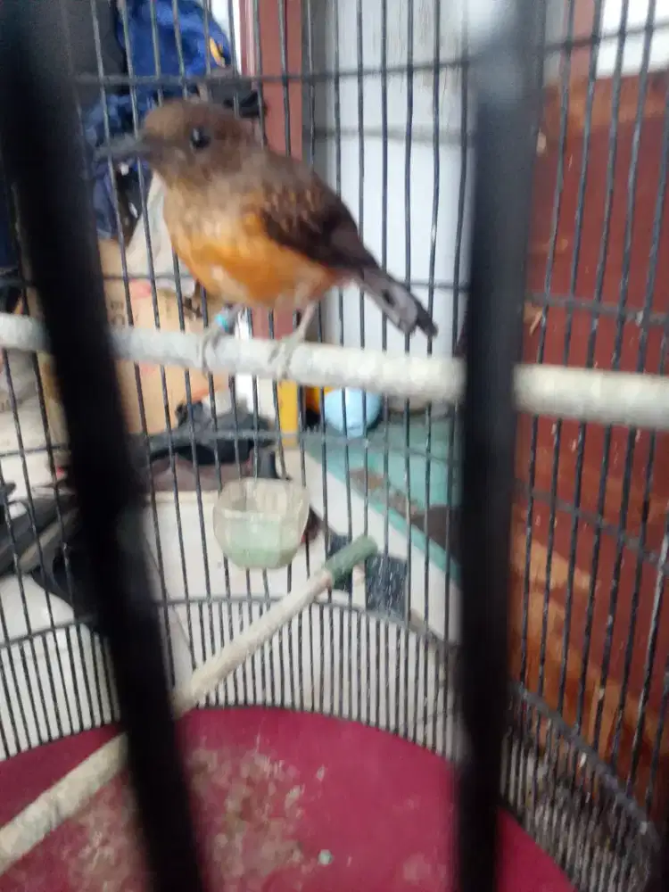 Di jual murai terotolan bisa TT Ama ijo siap nambah