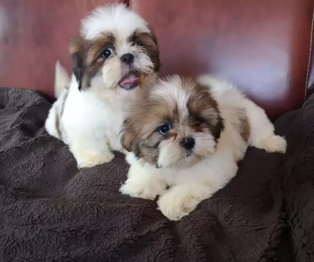 ANJING SHIHTZU LUCU DAN IMUT