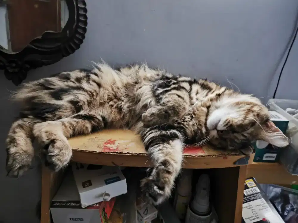 Kucing persia bulu tebal jinak