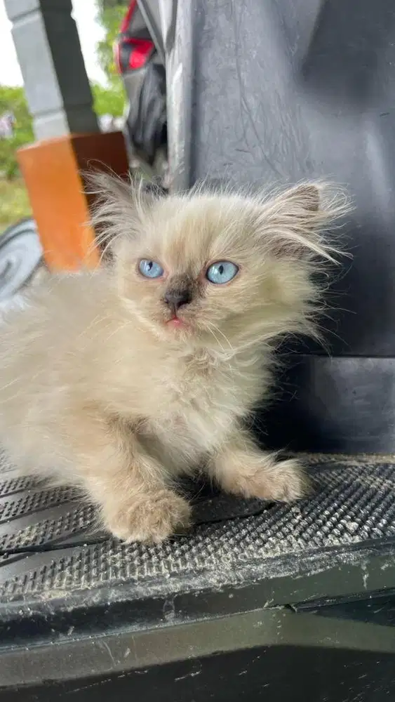 Kucing persia kitten