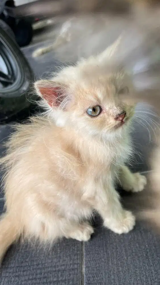 Kucing persia anakan