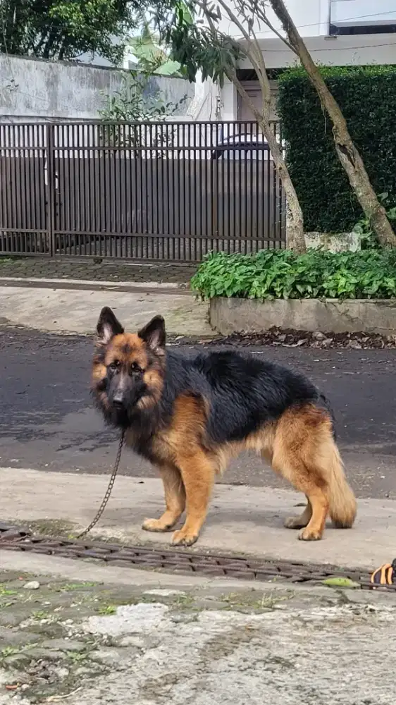 Anjing Herder Import