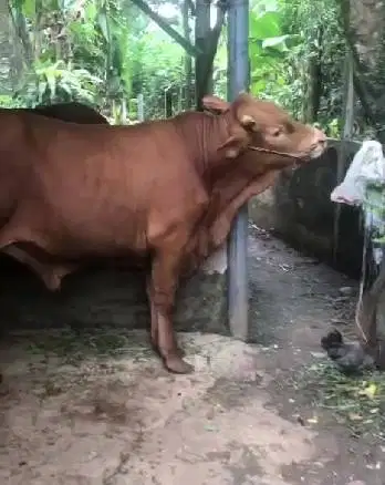 sapi qurban 550kiloan timbang riil hidup2 siap kurban 2026 jamin puas