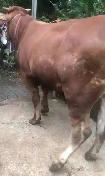 sapi qurban 550kiloan timbang riil hidup2 siap kurban 2026 jamin puas