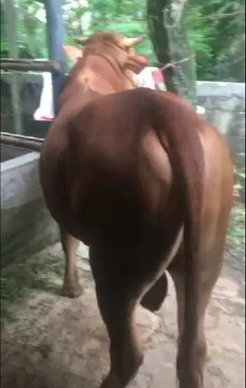 sapi qurban 550kiloan timbang riil hidup2 siap kurban 2026 jamin puas