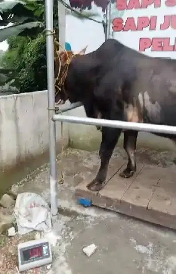 sapi qurban 550kiloan timbang riil hidup2 siap kurban 2026 jamin puas