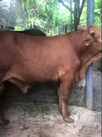 sapi jantan 550 kiloan timbang riil hidup2 siap qurban 2026 jamin puas
