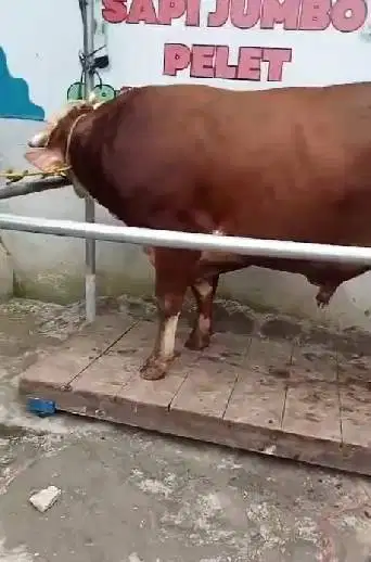 sapi jantan 550 kiloan timbang riil hidup2 siap qurban 2026 jamin puas