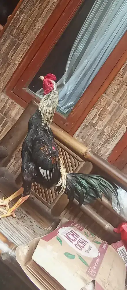 Ayam burma jajangkar uk 2,5