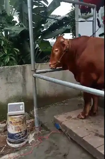 sapi qurban 550 kiloan timbang riil hidup2 siap kurban 2026 jamin puas