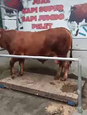 sapi qurban 550 kiloan timbang riil hidup2 siap kurban 2026 jamin puas