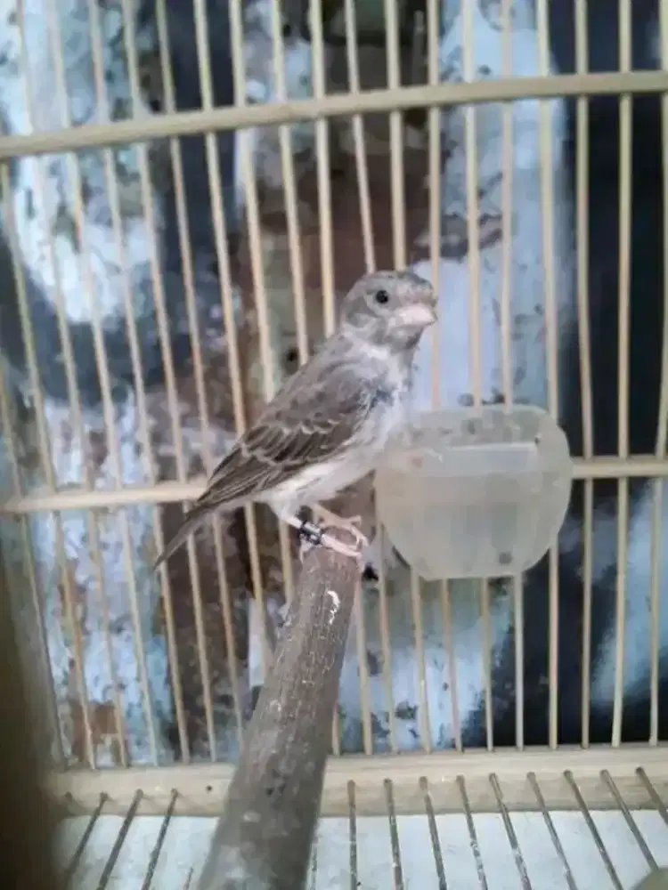 Betina sanger dara siapan