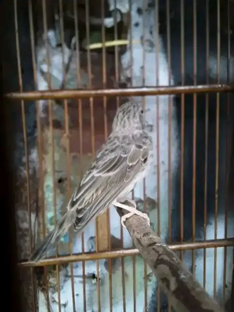 Burung betina jebolan 1 x