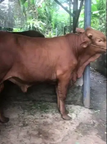 sapi jantan 550 kiloan timbang riil hdup2 siap kurban 2026 jamin puas