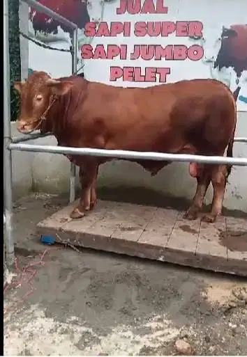sapi jantan 550 kiloan timbang riil hdup2 siap kurban 2026 jamin puas