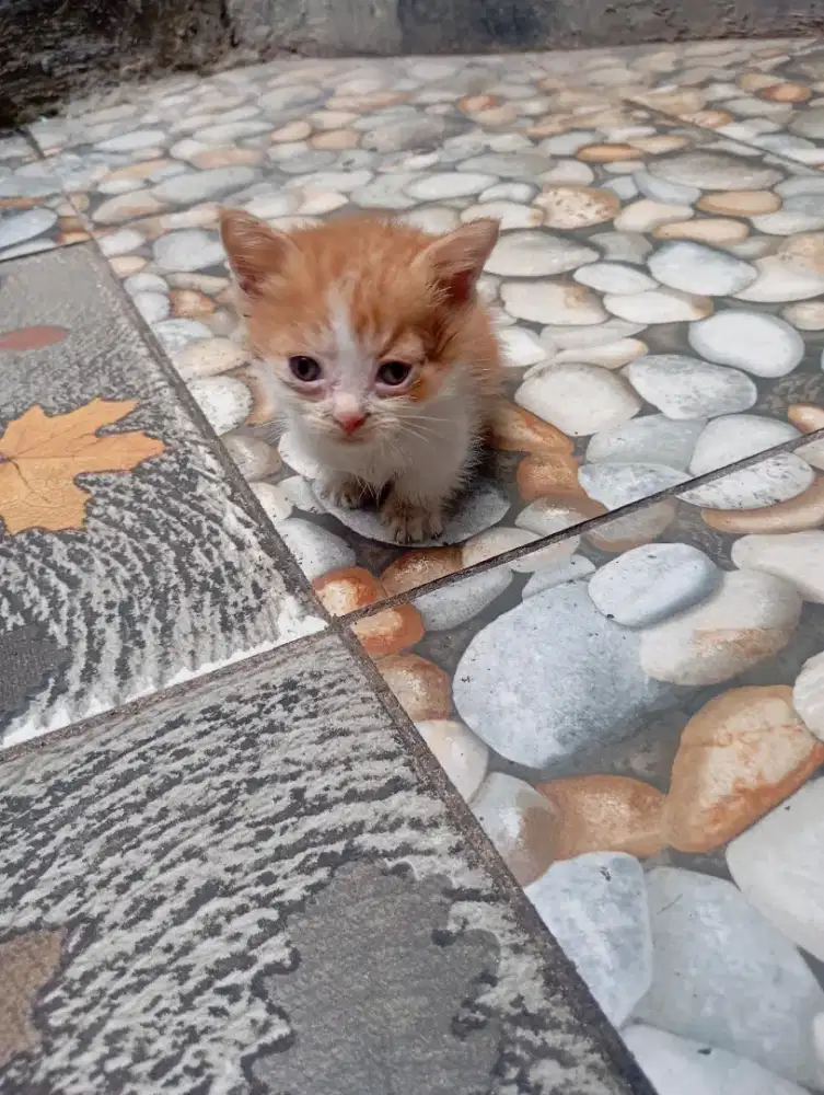 Kucing Munchkin Murmer