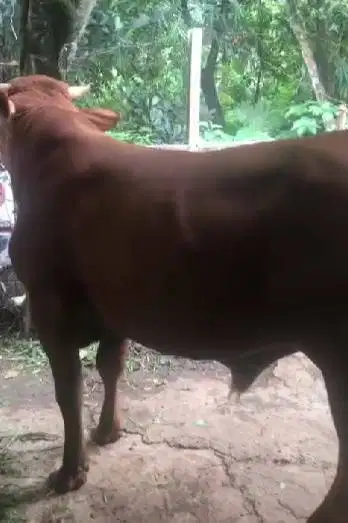 sapi jantan 550 kiloan siap kurban 2026 timbang riil hidup2 jamin puas