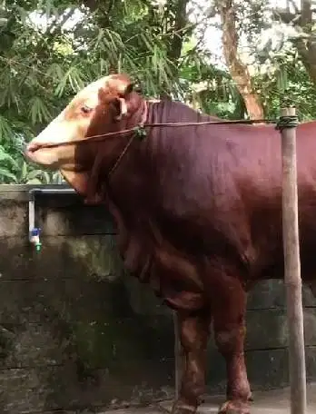 sapi jantan 550 kiloan siap kurban 2026 timbang riil hidup2 jamin puas