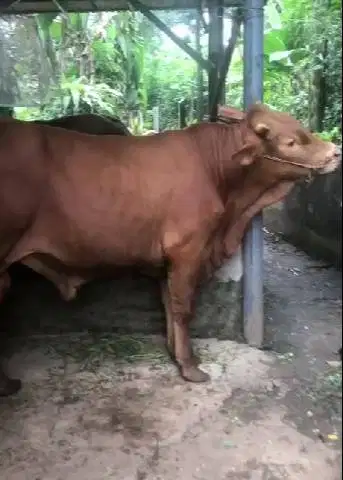 sapi qurban 550 kiloan siap hewan kurban 2026 timbang riil hidup2 puas