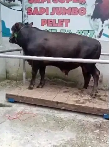 sapi qurban 550 kiloan siap hewan kurban 2026 timbang riil hidup2 puas