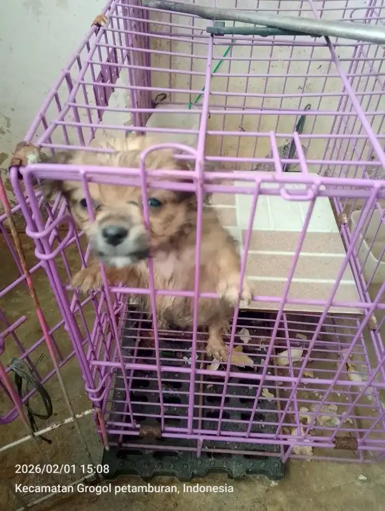 Semi Hibah Anakan Anjing Cihuahua
