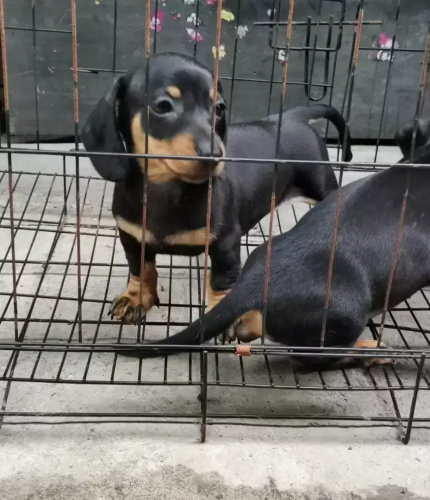 ANJING TEKEL TELINGA CAPLANG LUCU