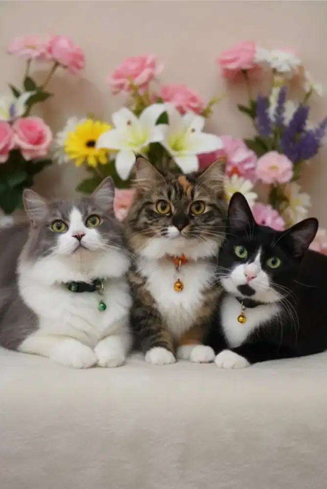 Open free adopt 3 3 nya