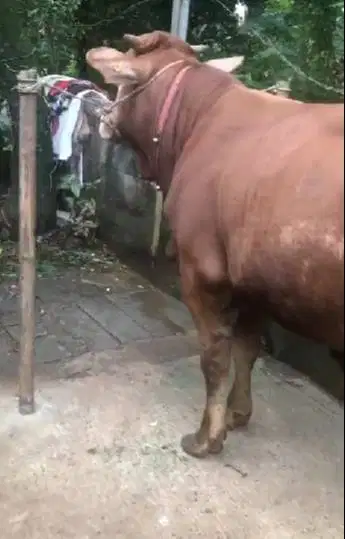 sapi jantan 550 kiloan timbang riil hidup2 siap hewan qurban 2026 puas