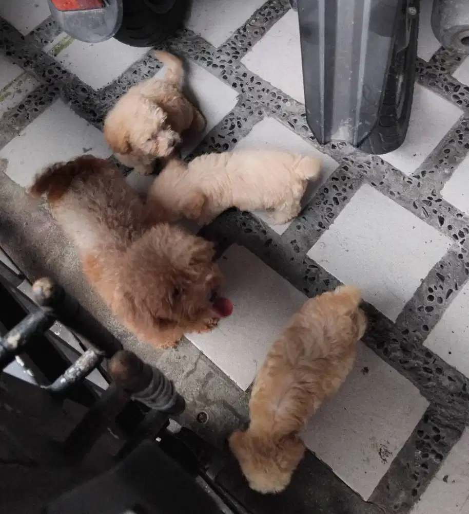 Toy poodle open adopt bermahar nego tipis