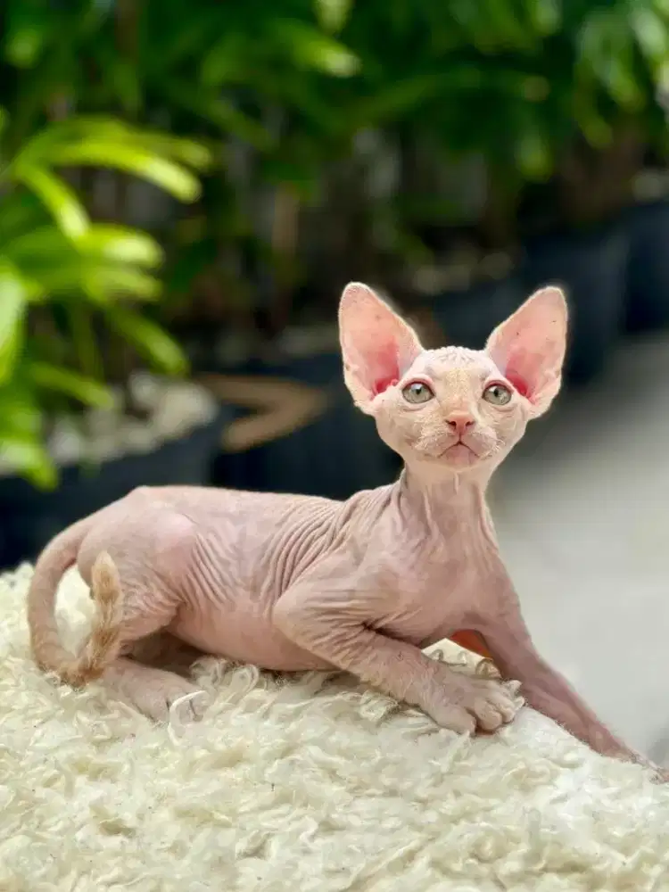 Di jual Kucing Sphinx